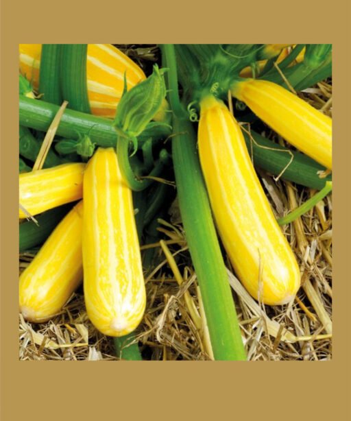 Goldmine Zucchini شتلة كوسا