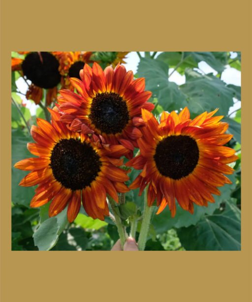 Autumn Beauty Sunflower