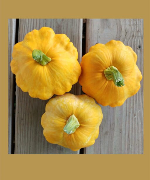 Patty Pan Yellow شتلة كوسا