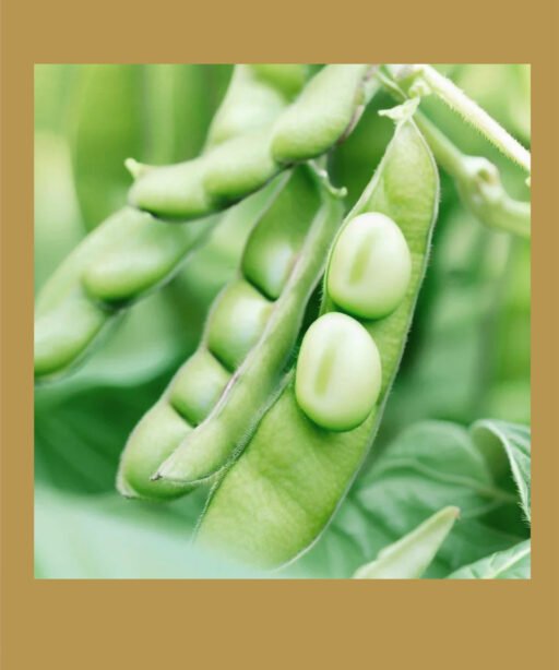 Midori Giant Edamame شتلة اديمامي