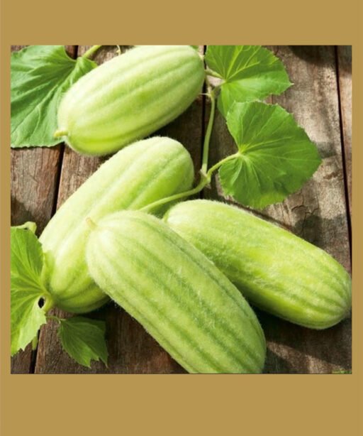 Carozello Paris cucumber melon شتلة شمام الخيار