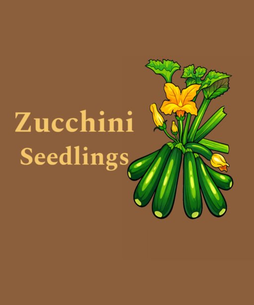 Zucchini seedlings