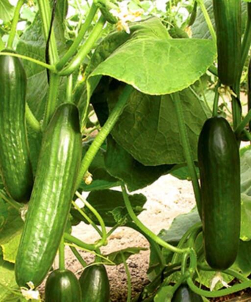 Alternative view of Beit alpha F1 شتلة خيار