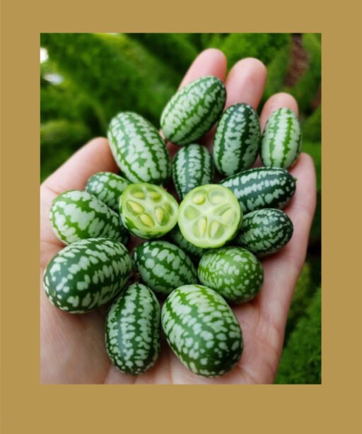 Cucamelon شتلة خيار مكسيكي