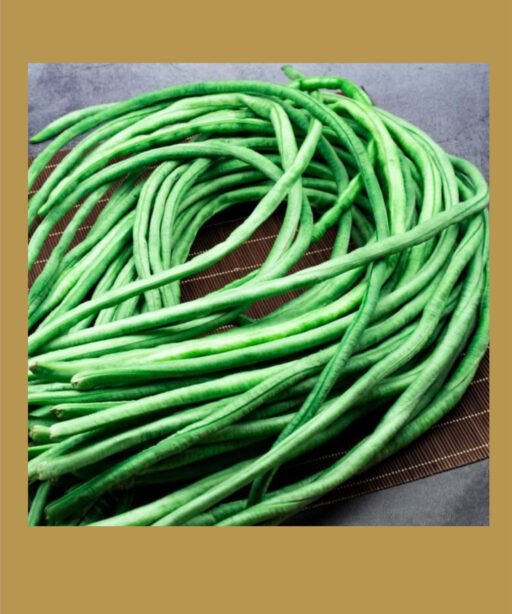 Dark Red kidney شتلة فاصوليا