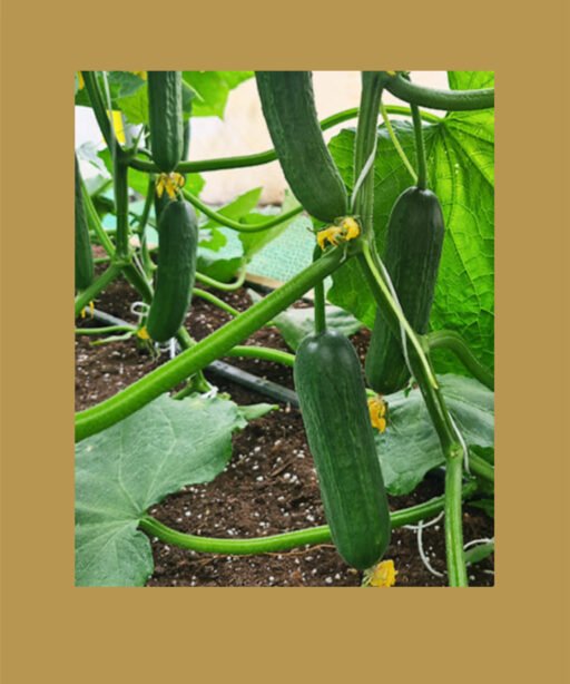 Udalets F1 شتلة خيار