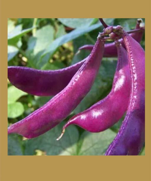 Ruby Moon  شتلة فاصوليا