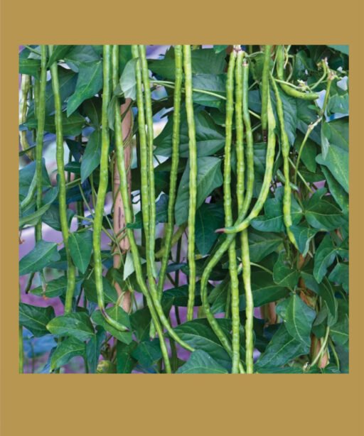 Yard Long Bean شتلة فاصوليا