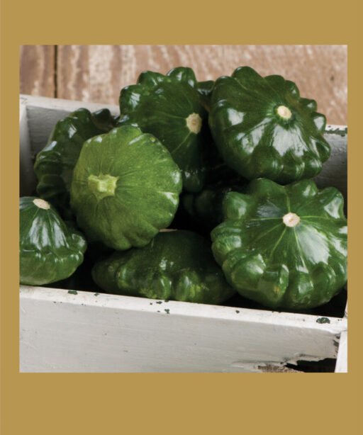 Patty Pan green شتلة كوسا