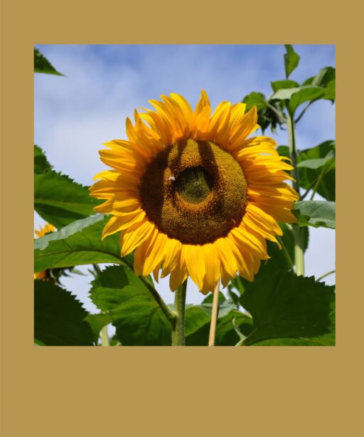 Mammoth Sunflower