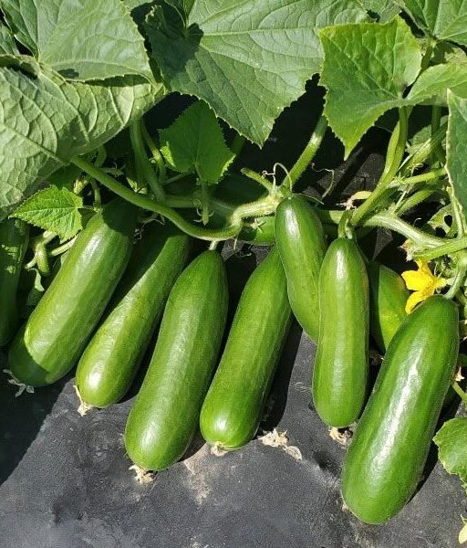 Alternative view of Super baby F1 شتلة خيار