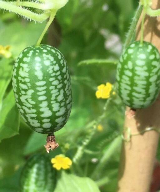 Alternative view of Cucamelon شتلة خيار مكسيكي