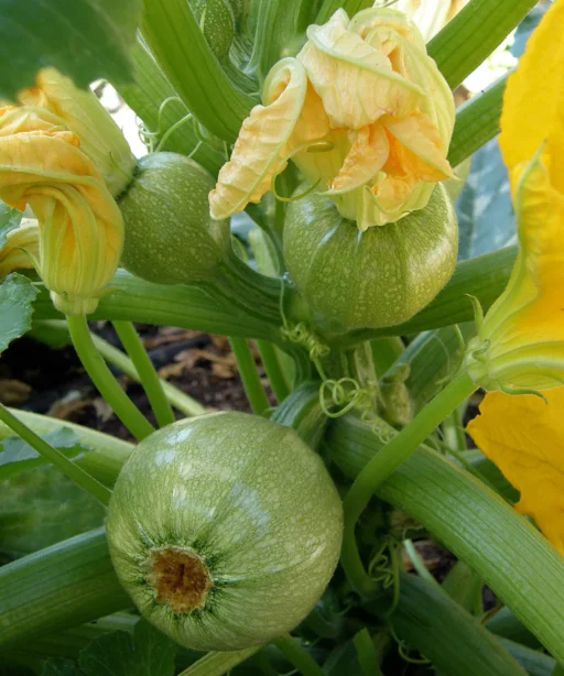 Alternative view of Round Zucchini شتلة كوسا مدوره فاتحه