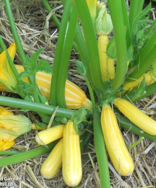 Alternative view of Goldmine Zucchini شتلة كوسا