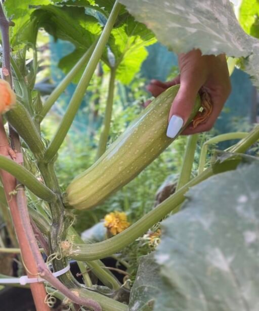 Alternative view of Suha F1 شتلة كوسا