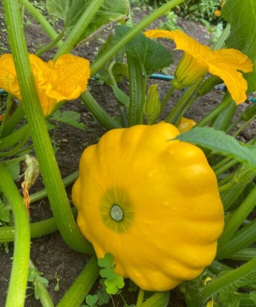 Alternative view of Y-Star Pattypan شتلة كوسا