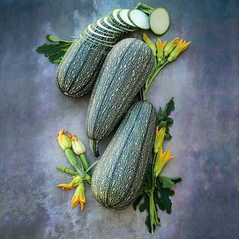 Alternative view of Summer Gray شتلة كوسا