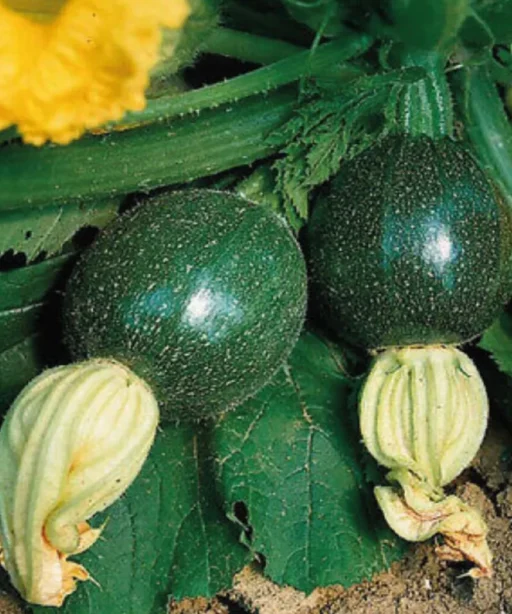 Alternative view of Eight Ball Squash شتلة كوسا