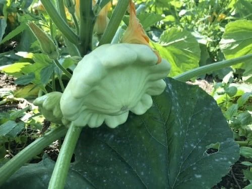 Alternative view of Patty Pan green شتلة كوسا