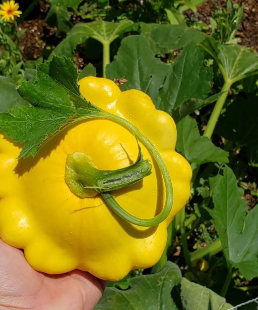 Alternative view of Patty Pan Yellow شتلة كوسا