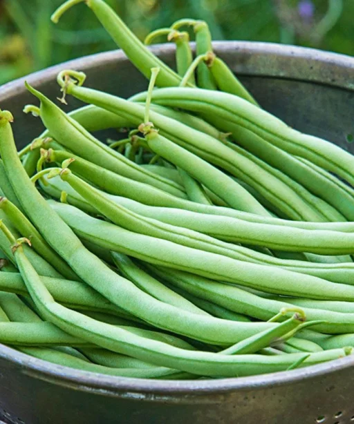 Alternative view of Kentucky Blue شتلة فاصوليا