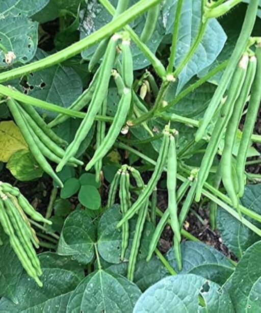 Alternative view of Azuki cowpea شتلة فاصوليا