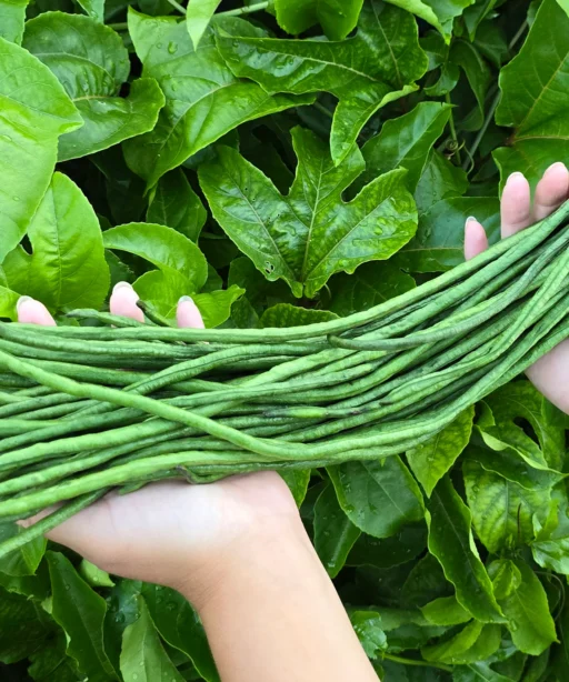 Alternative view of Yard Long Bean شتلة فاصوليا