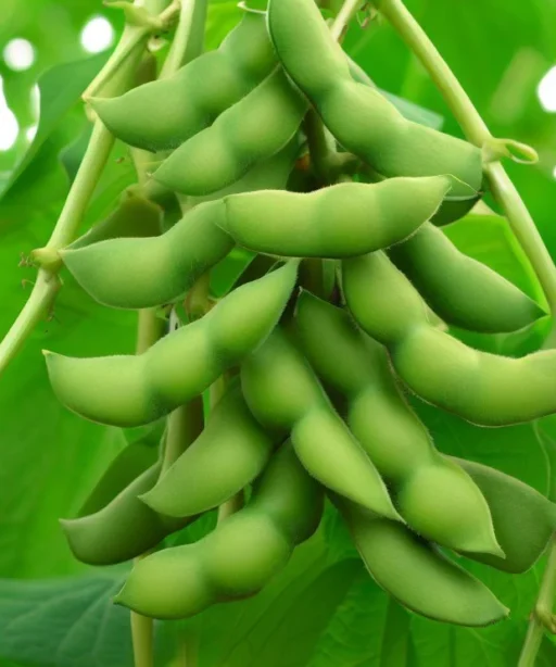 Alternative view of Midori Giant Edamame شتلة اديمامي