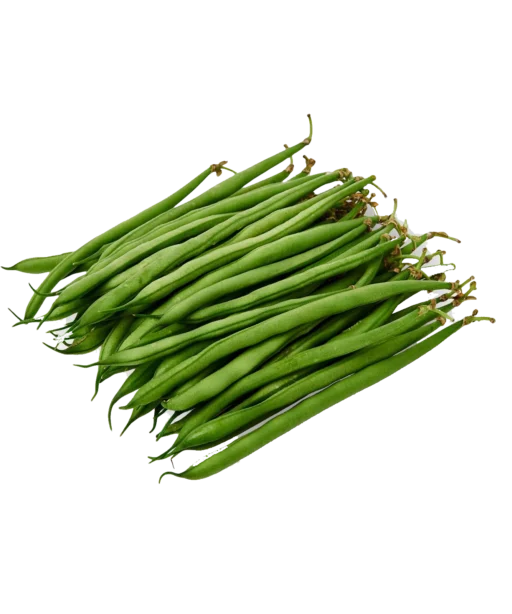 Alternative view of Serengeti شتلة فاصوليا