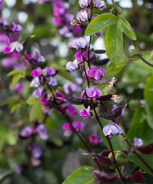 Alternative view of Ruby Moon  شتلة فاصوليا
