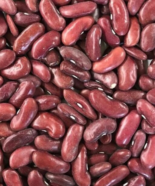 Alternative view of Dark Red kidney شتلة فاصوليا