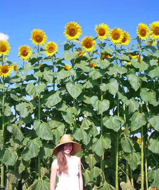 Alternative view of Mammoth Sunflower
