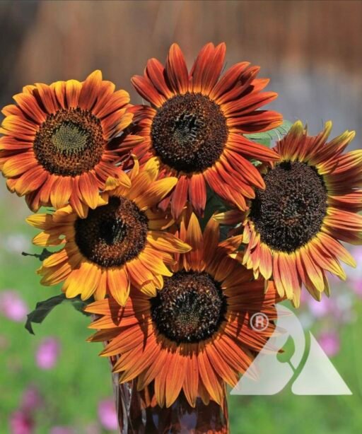 Alternative view of Evening Sun Sunflower