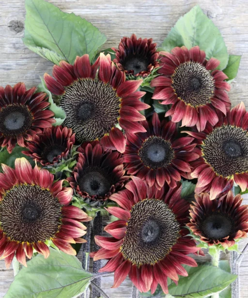 Alternative view of Procut Red Sunflower