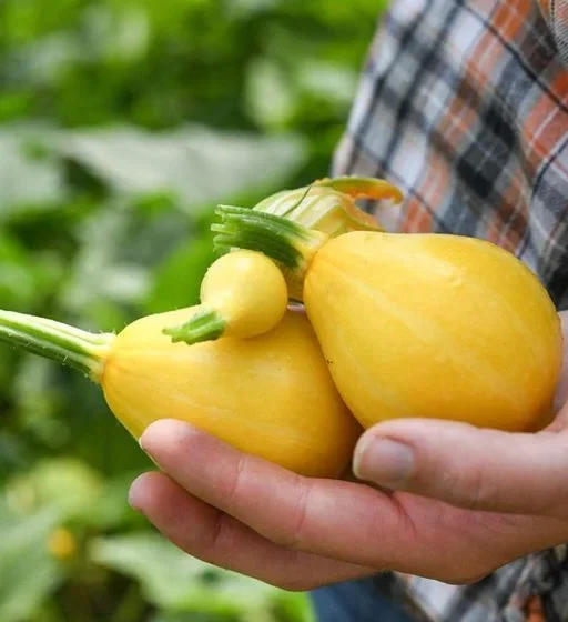 Alternative view of شتلة كوسا  ( قرع الكوسا الليموني )