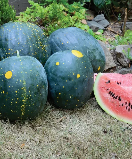 Alternative view of Moonstar شتلة رقي