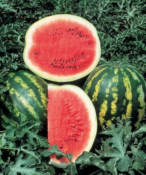 Alternative view of CRIMSON SWEET شتلة رقي