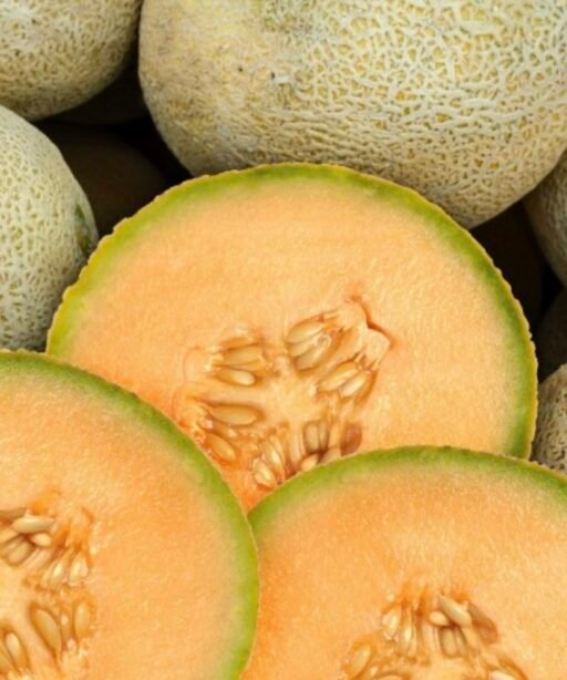 Alternative view of DELICIOUS 51 MELON شتلة بطيخ