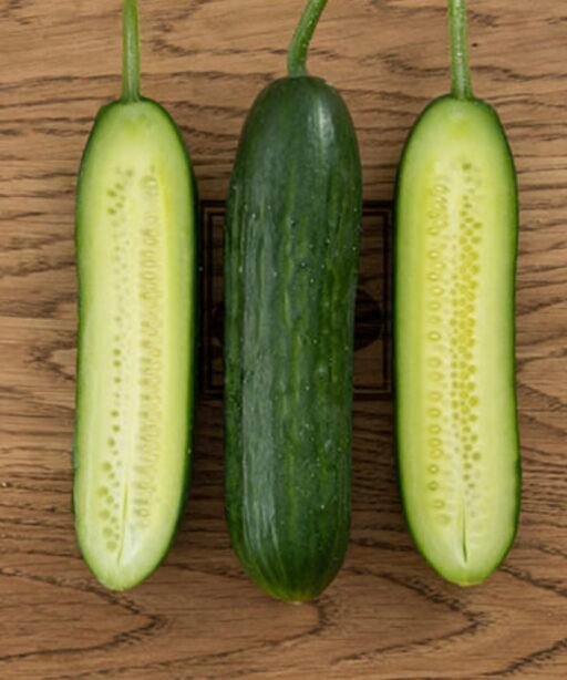 Alternative view of Udalets F1 شتلة خيار