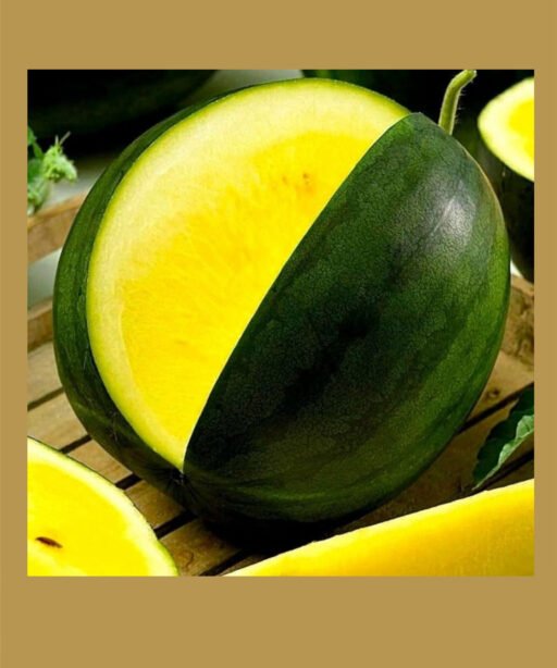 Yelllow Star F1 شتلة رقي