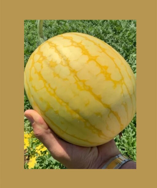 F1 شتلة رقي فارس