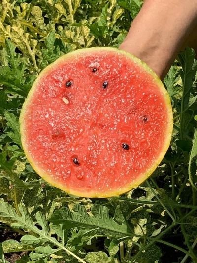 Alternative view of F1 شتلة رقي فارس