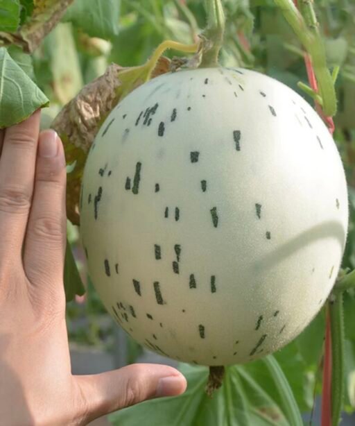 Alternative view of Green F1 شتلة بطيخ