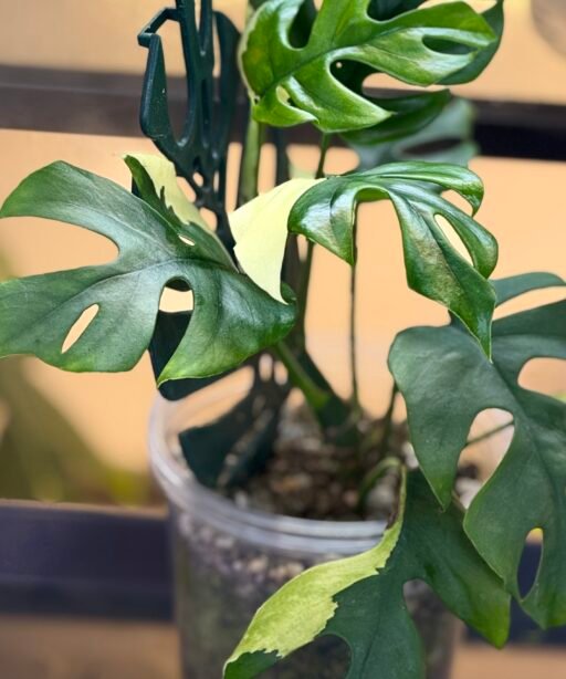 RHAPHIDOPHORA TETRASPERMA VARIEGATED (MINI MONSTERA)