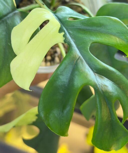 Alternative view of RHAPHIDOPHORA TETRASPERMA VARIEGATED (MINI MONSTERA)