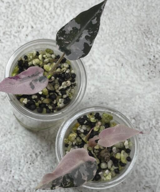 Alternative view of Alocasia Bambeno Pink