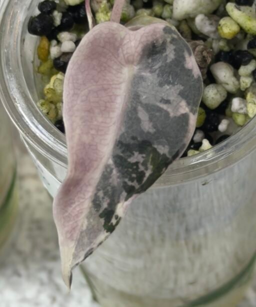 Alocasia Bambeno Pink