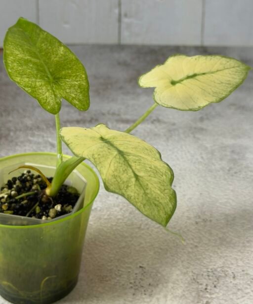 Alternative view of Alocasia Odora Mint