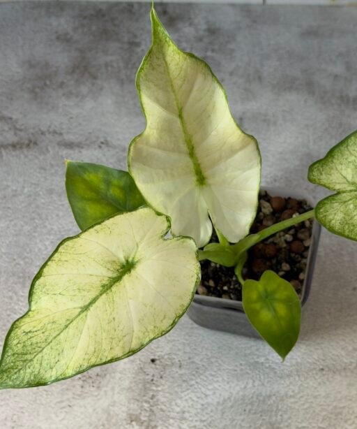 Alocasia Odora Mint