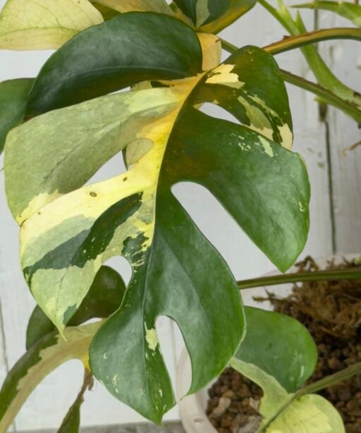 RHAPHIDOPHORA TETRASPERMA VARIEGATED (MINI MONSTERA)